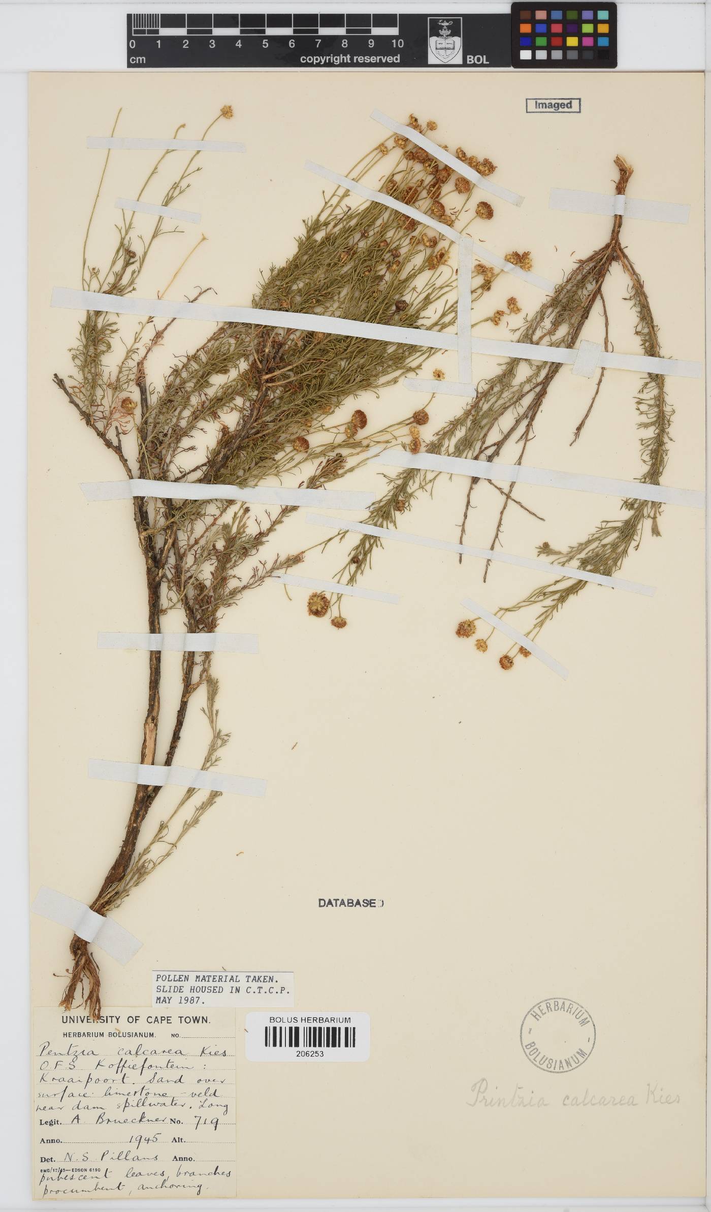 Pentzia calcarea image