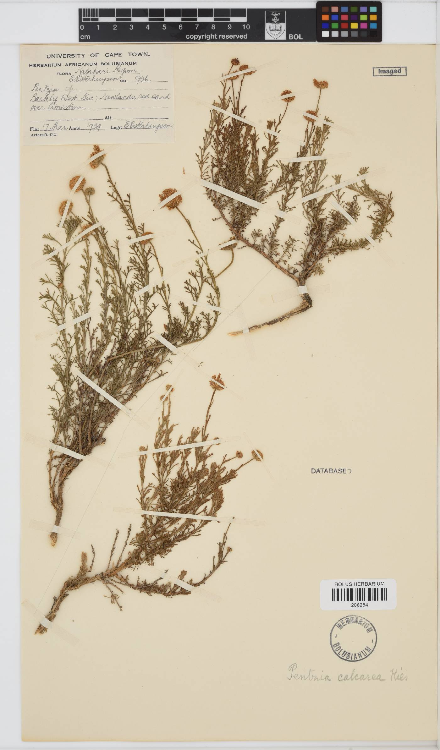 Pentzia calcarea image