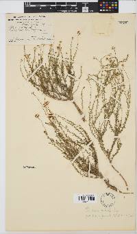 Pentzia viridis image