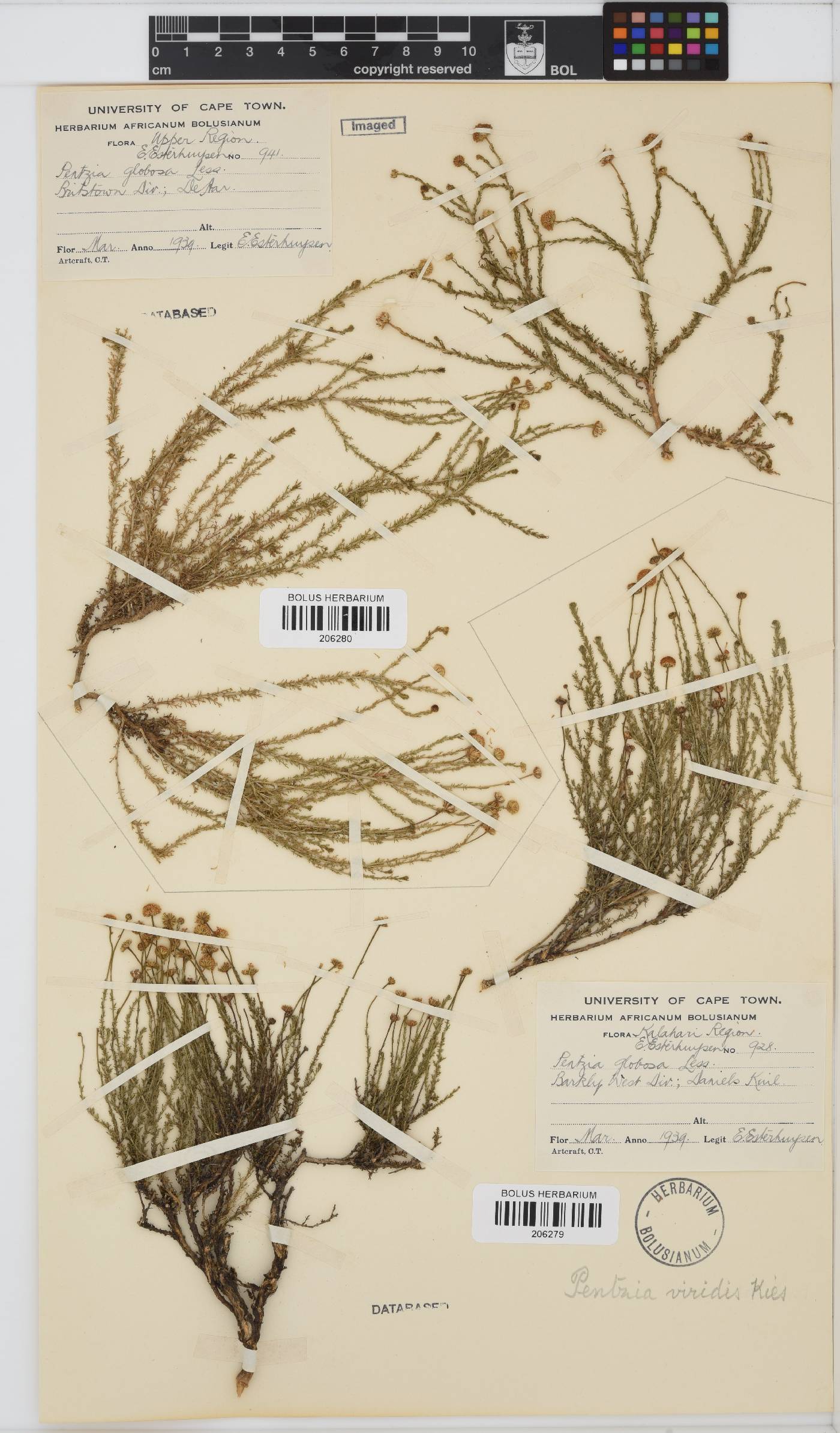 Pentzia image