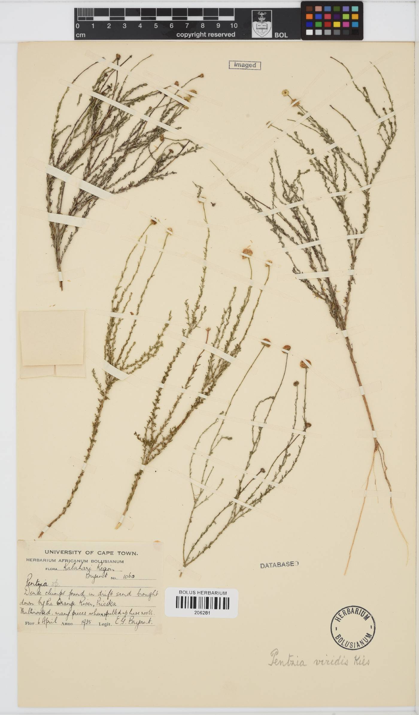 Pentzia viridis image