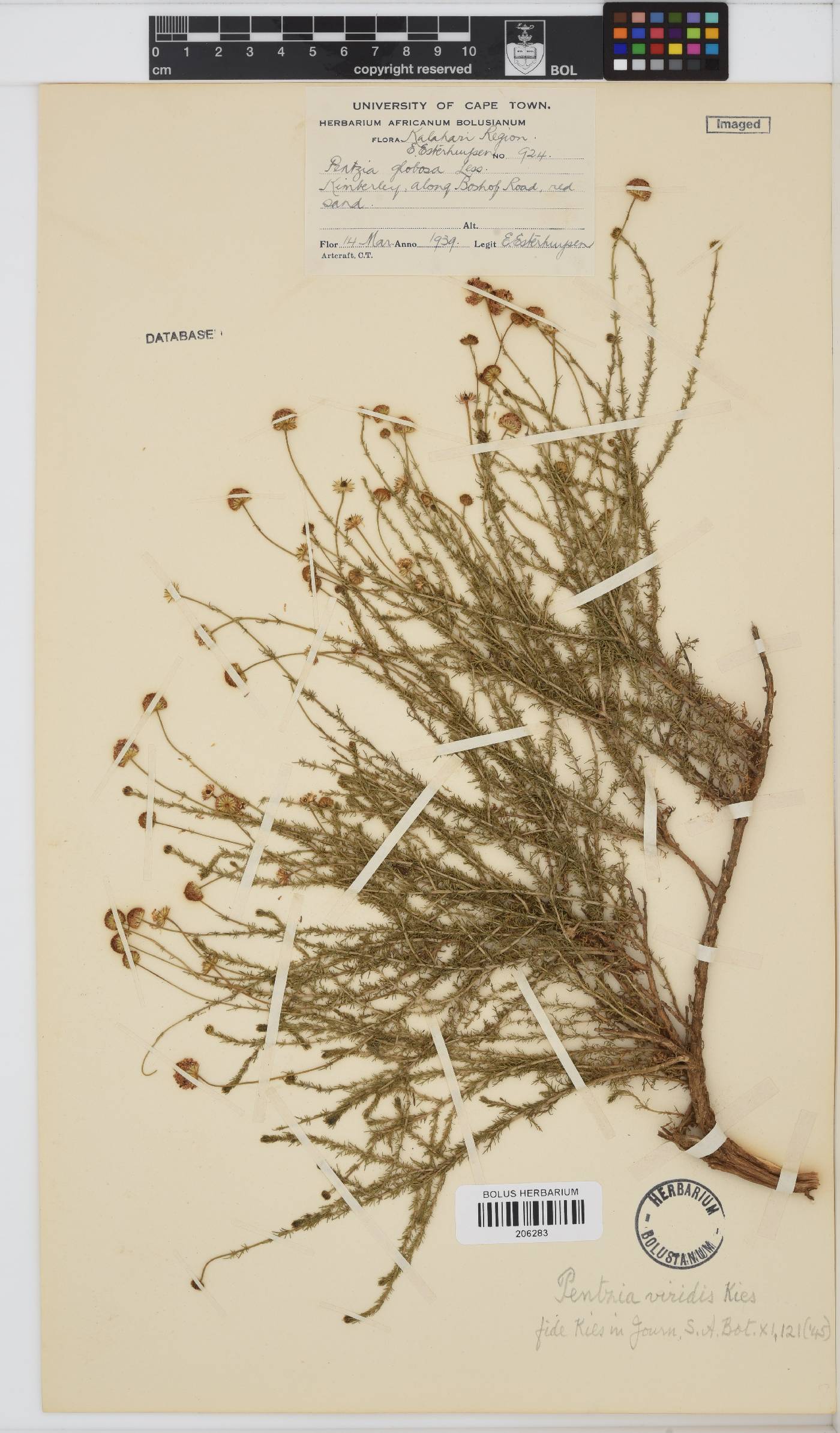 Pentzia viridis image