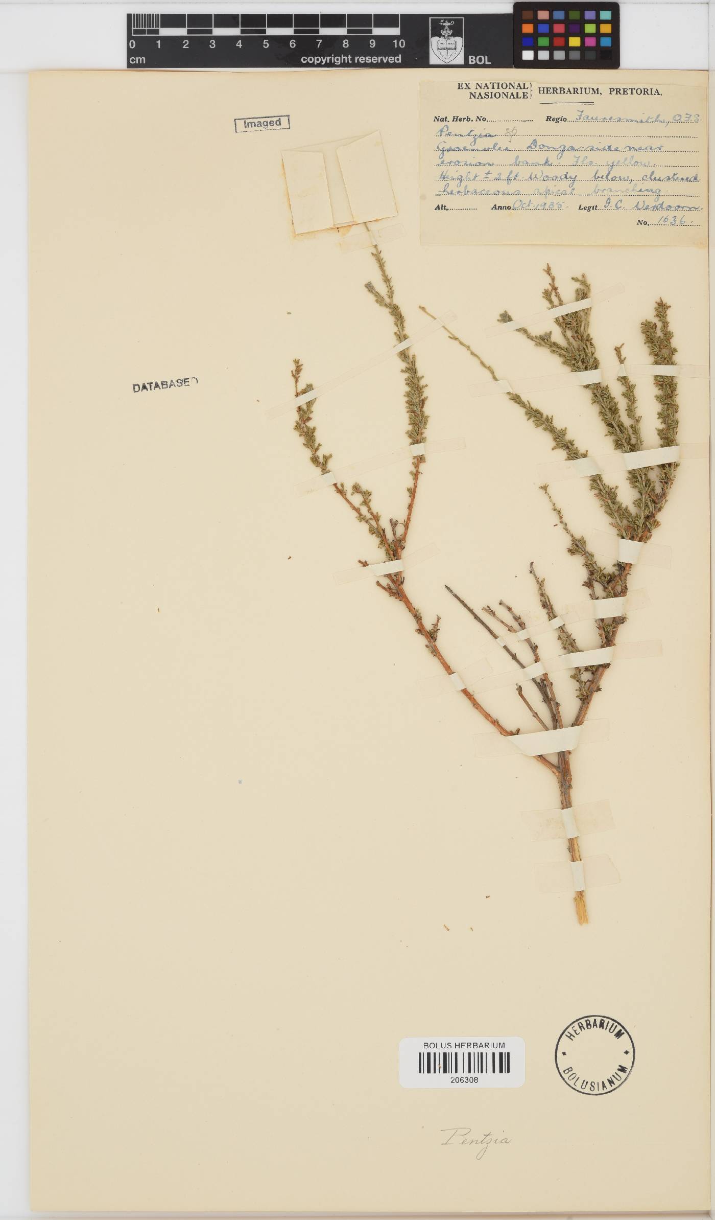 Pentzia image