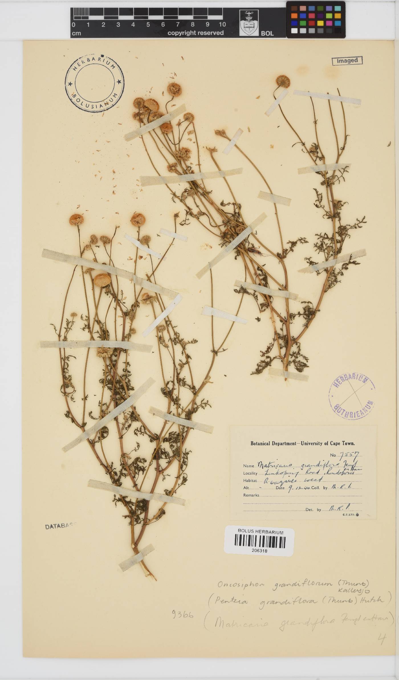 Oncosiphon image