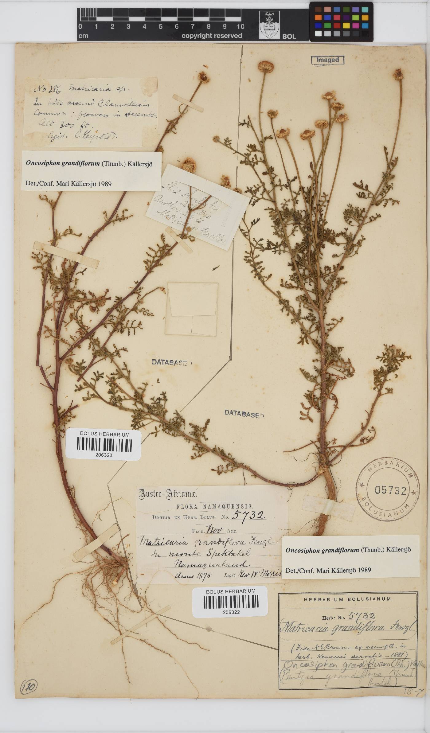 Oncosiphon grandiflorus image