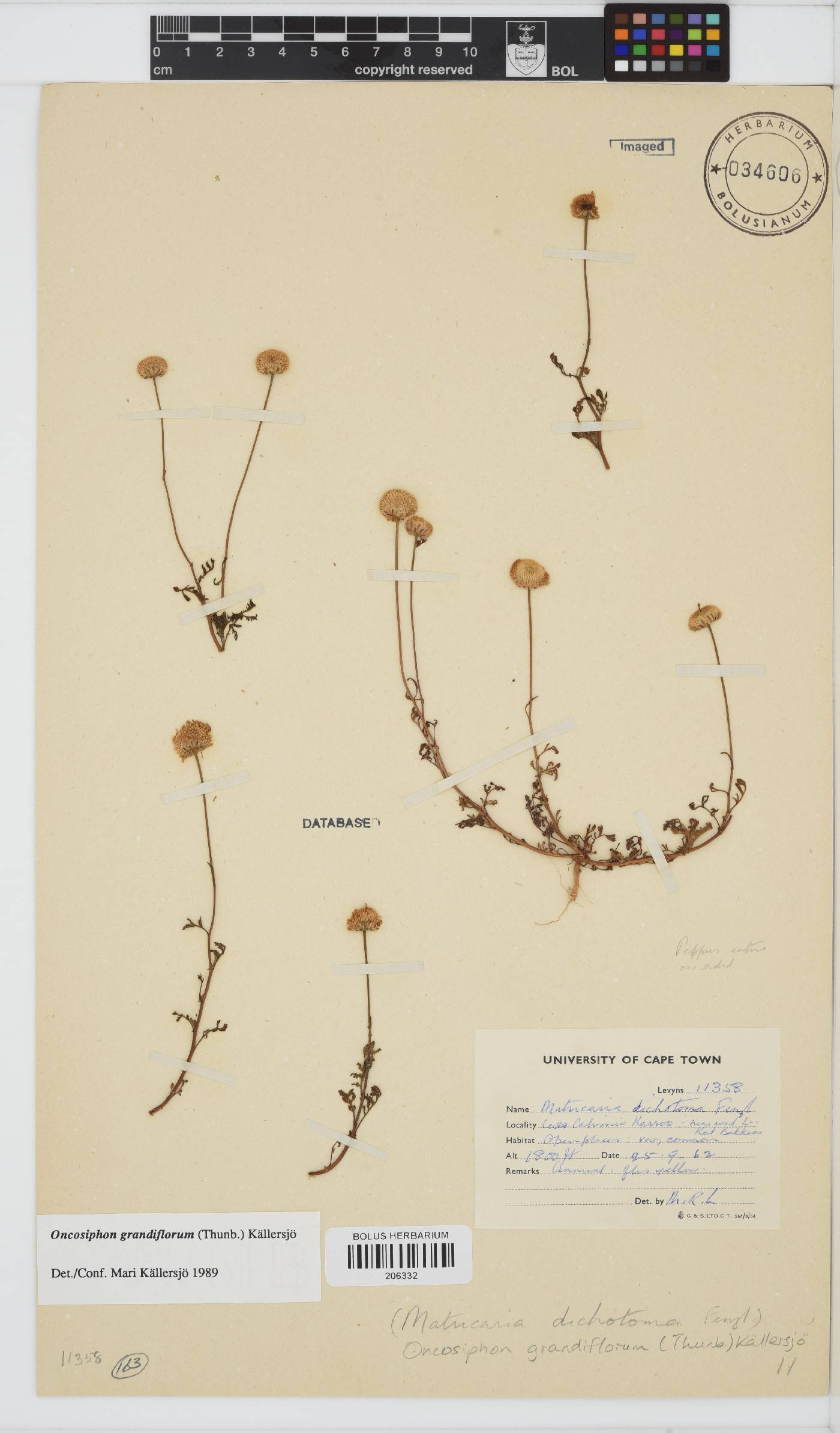Oncosiphon grandiflorus image