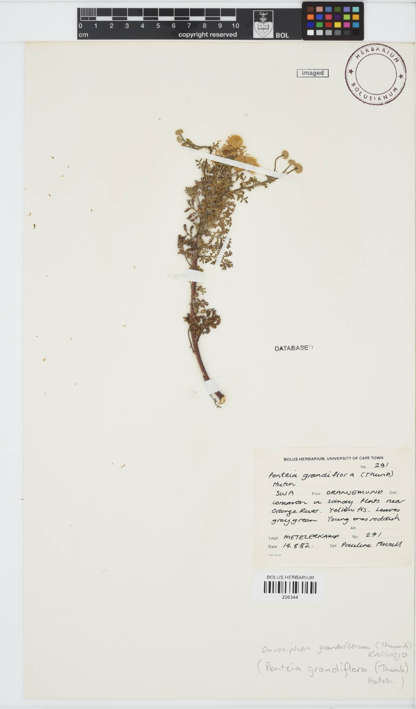 Oncosiphon grandiflorus image