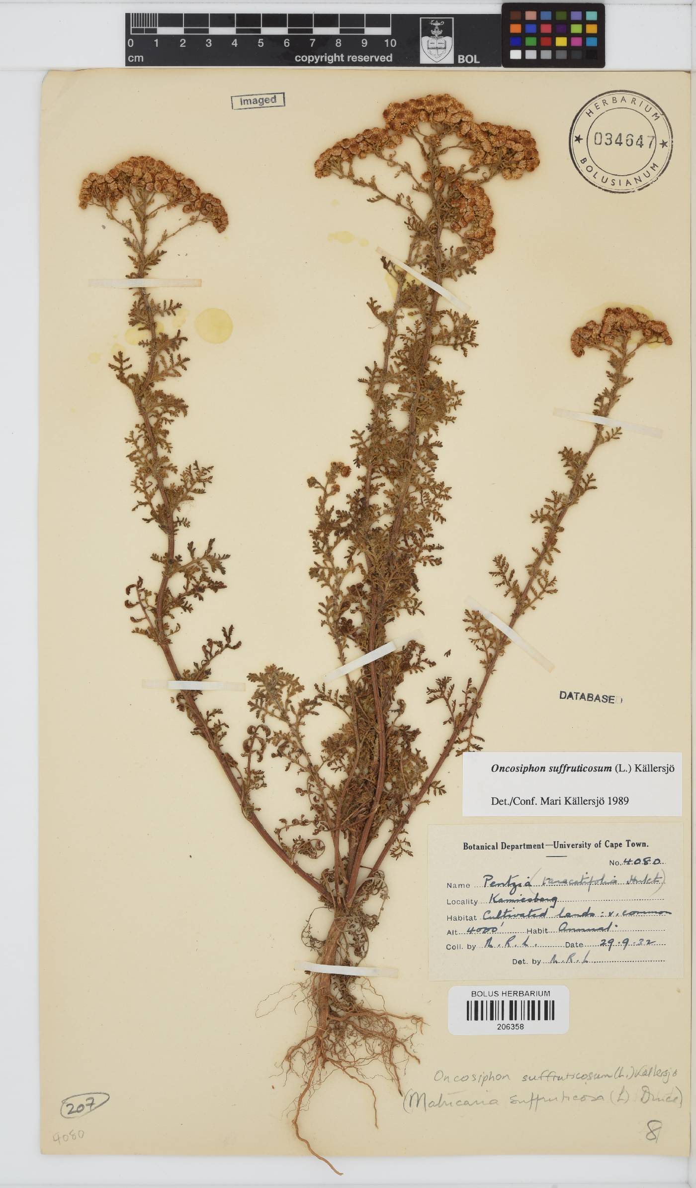 Oncosiphon suffruticosus image
