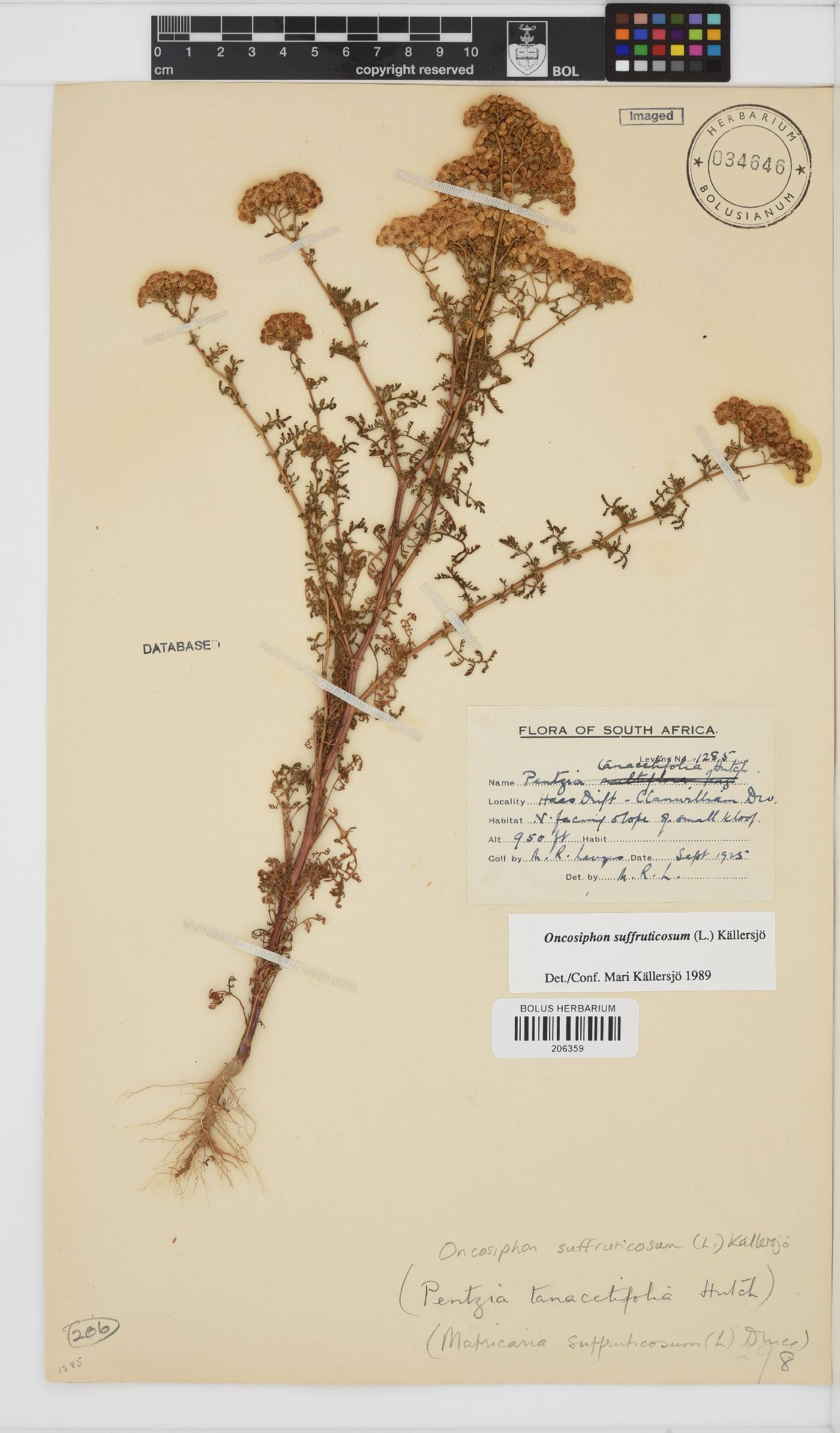 Oncosiphon suffruticosus image