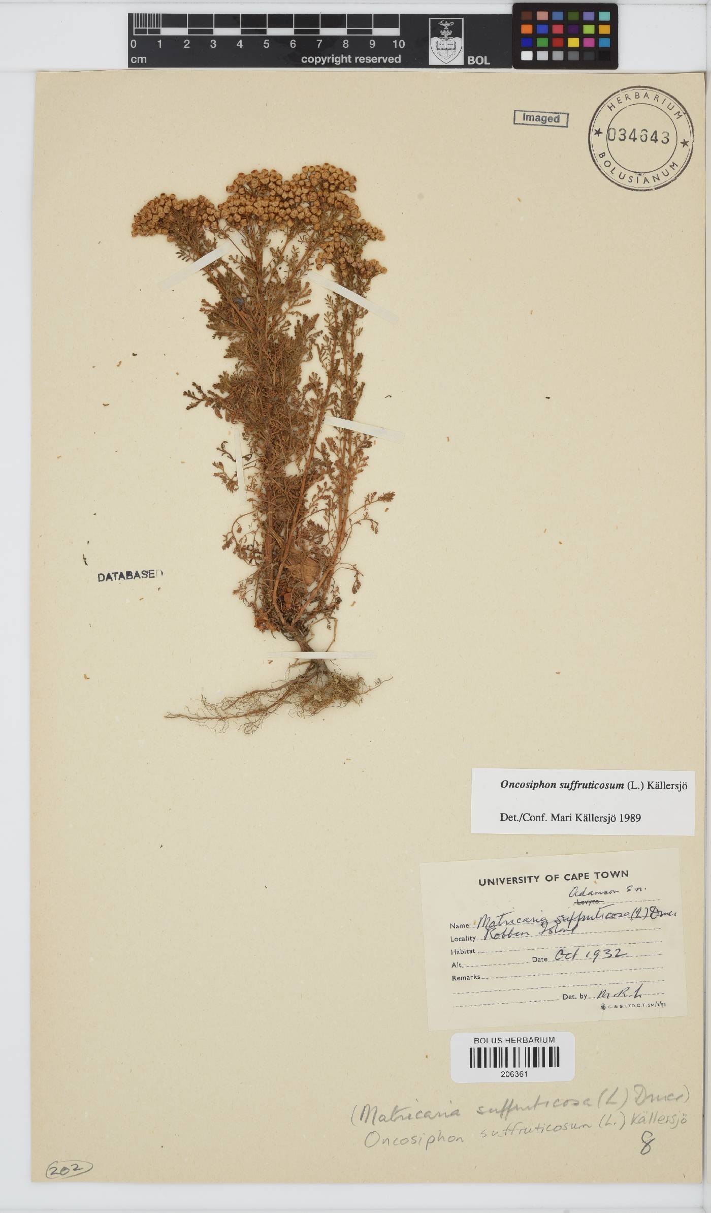 Oncosiphon suffruticosus image