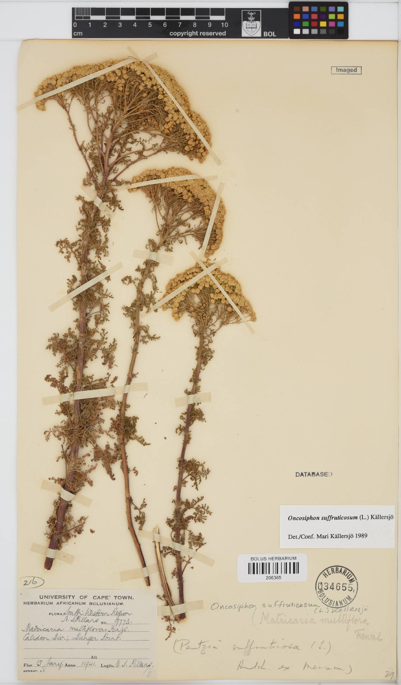Oncosiphon suffruticosus image