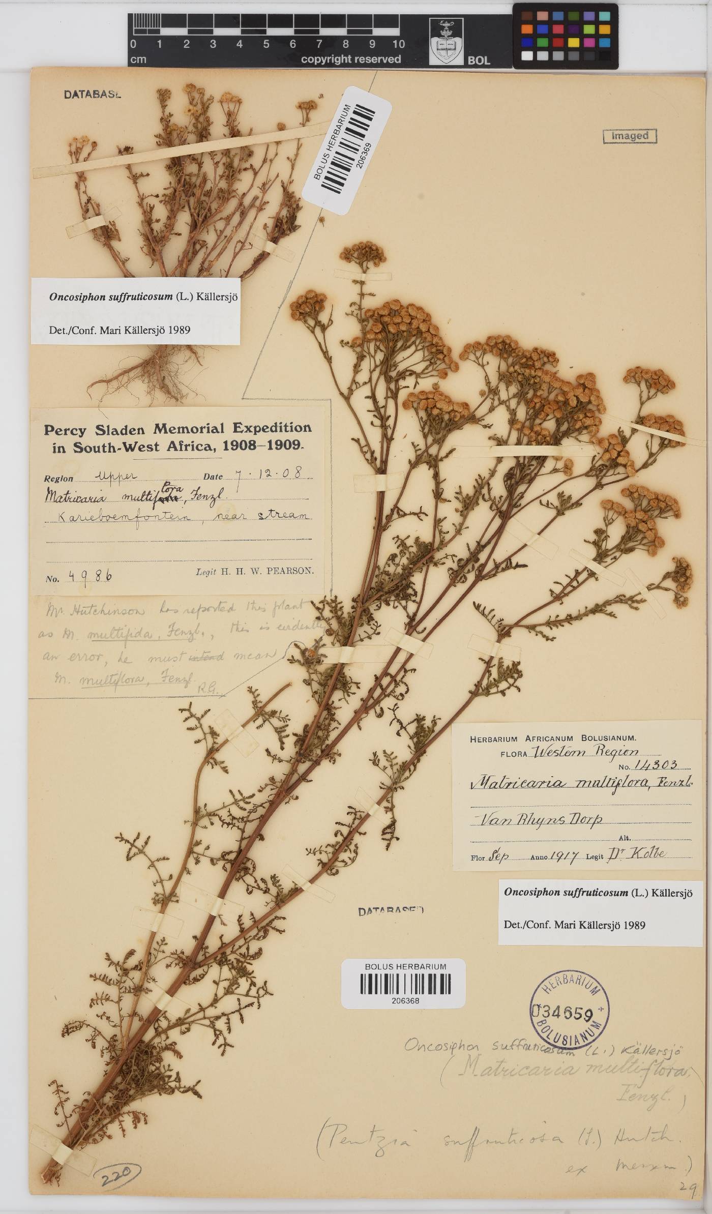 Oncosiphon suffruticosus image