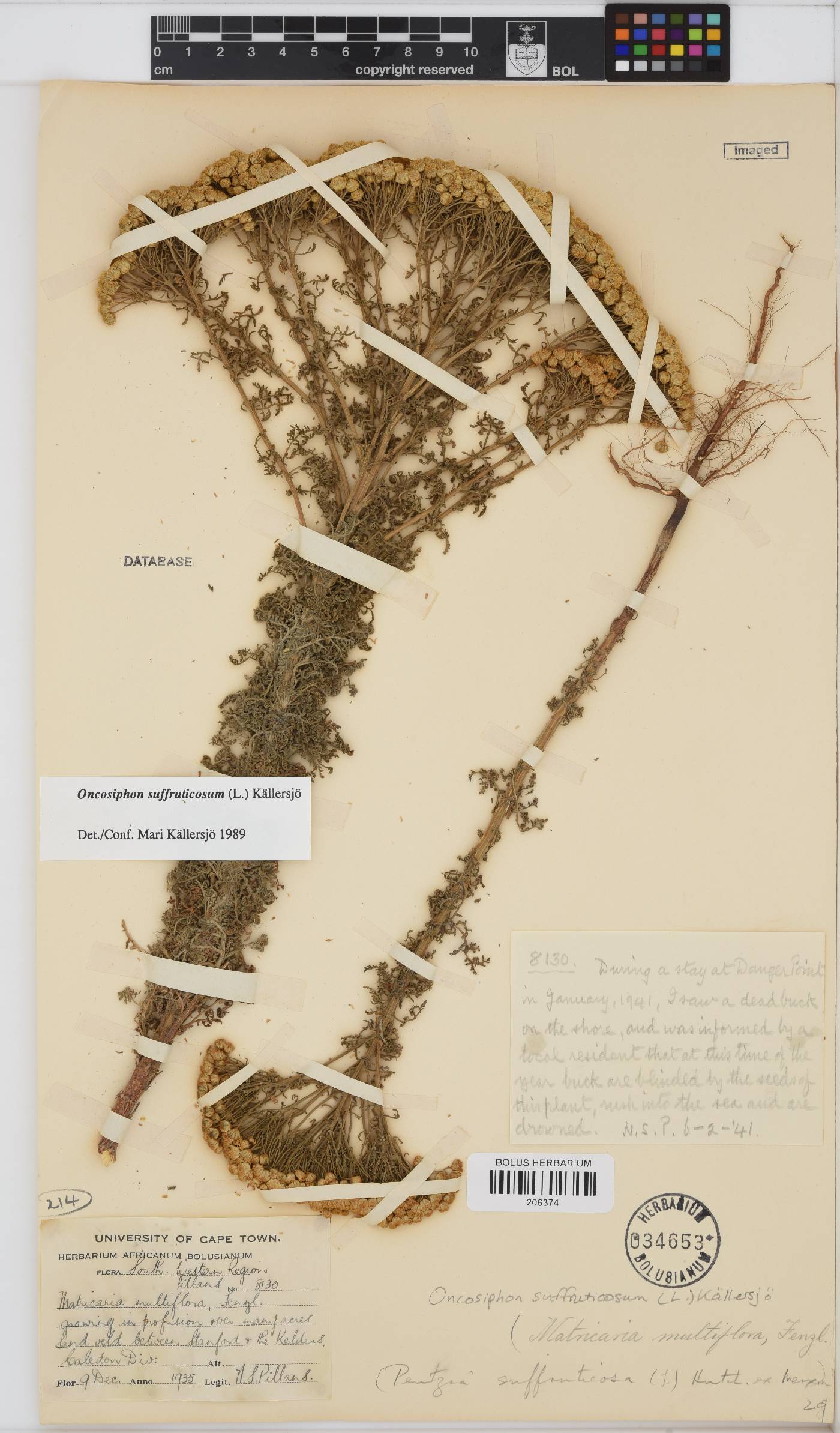 Oncosiphon suffruticosus image
