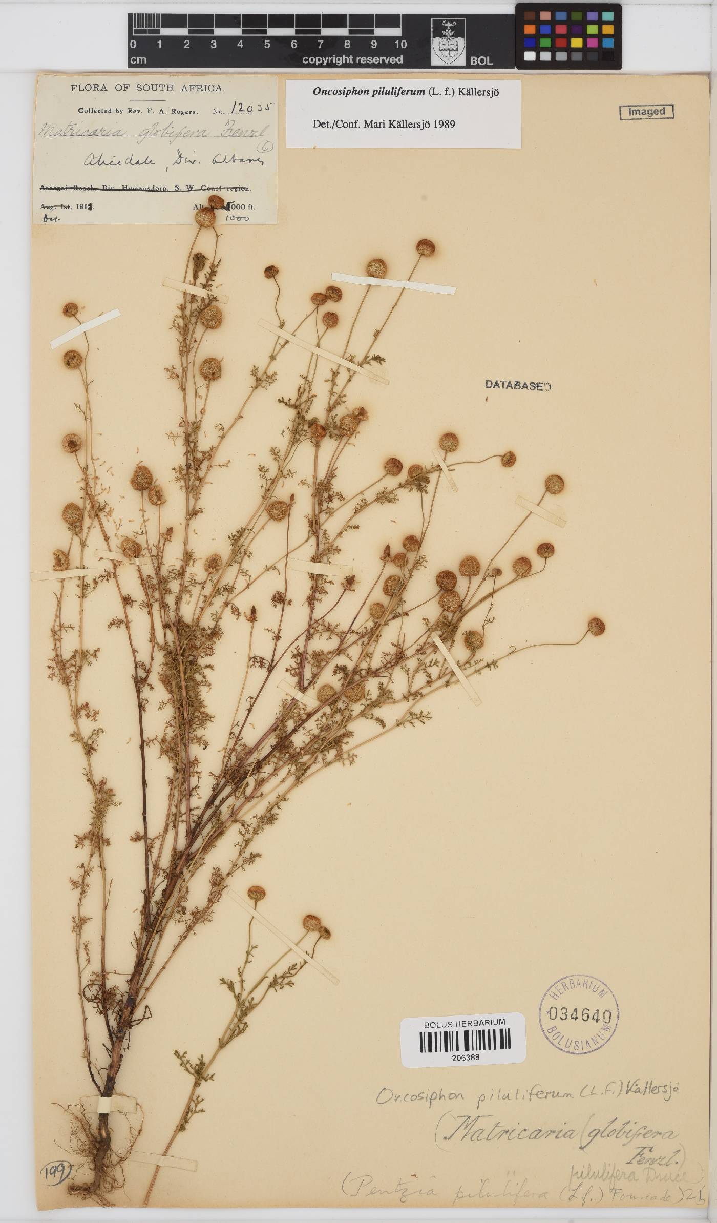 Oncosiphon piluliferus image