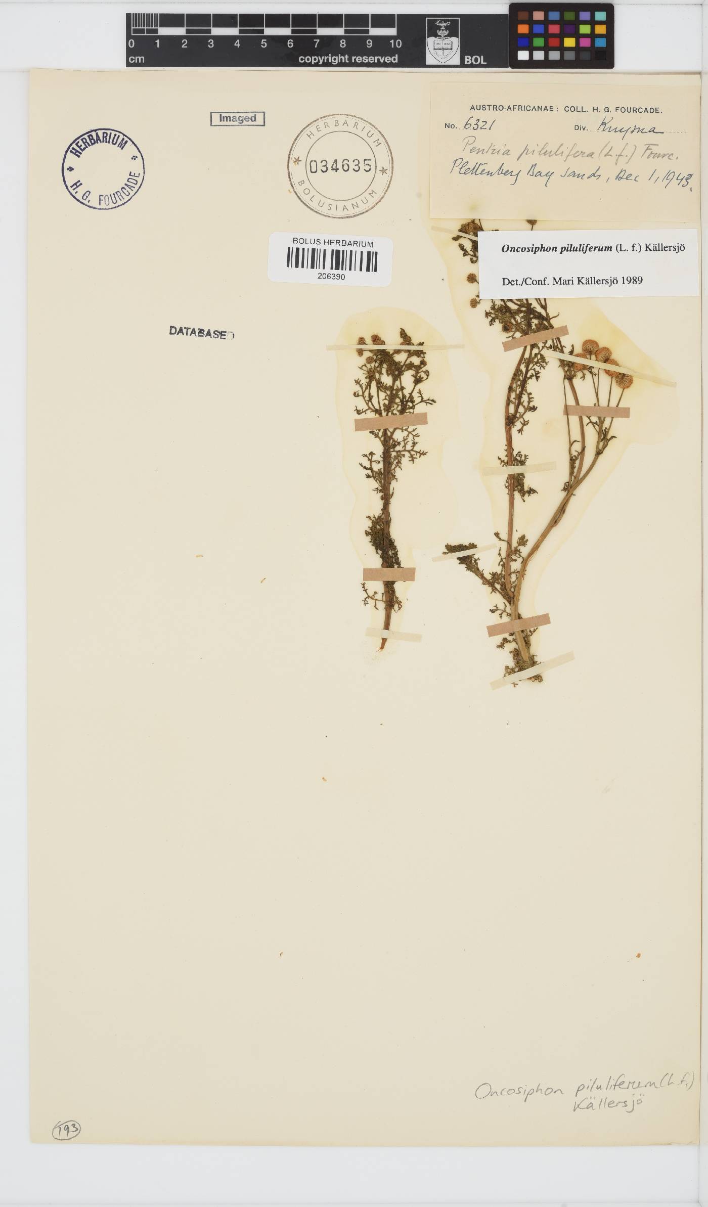 Oncosiphon image