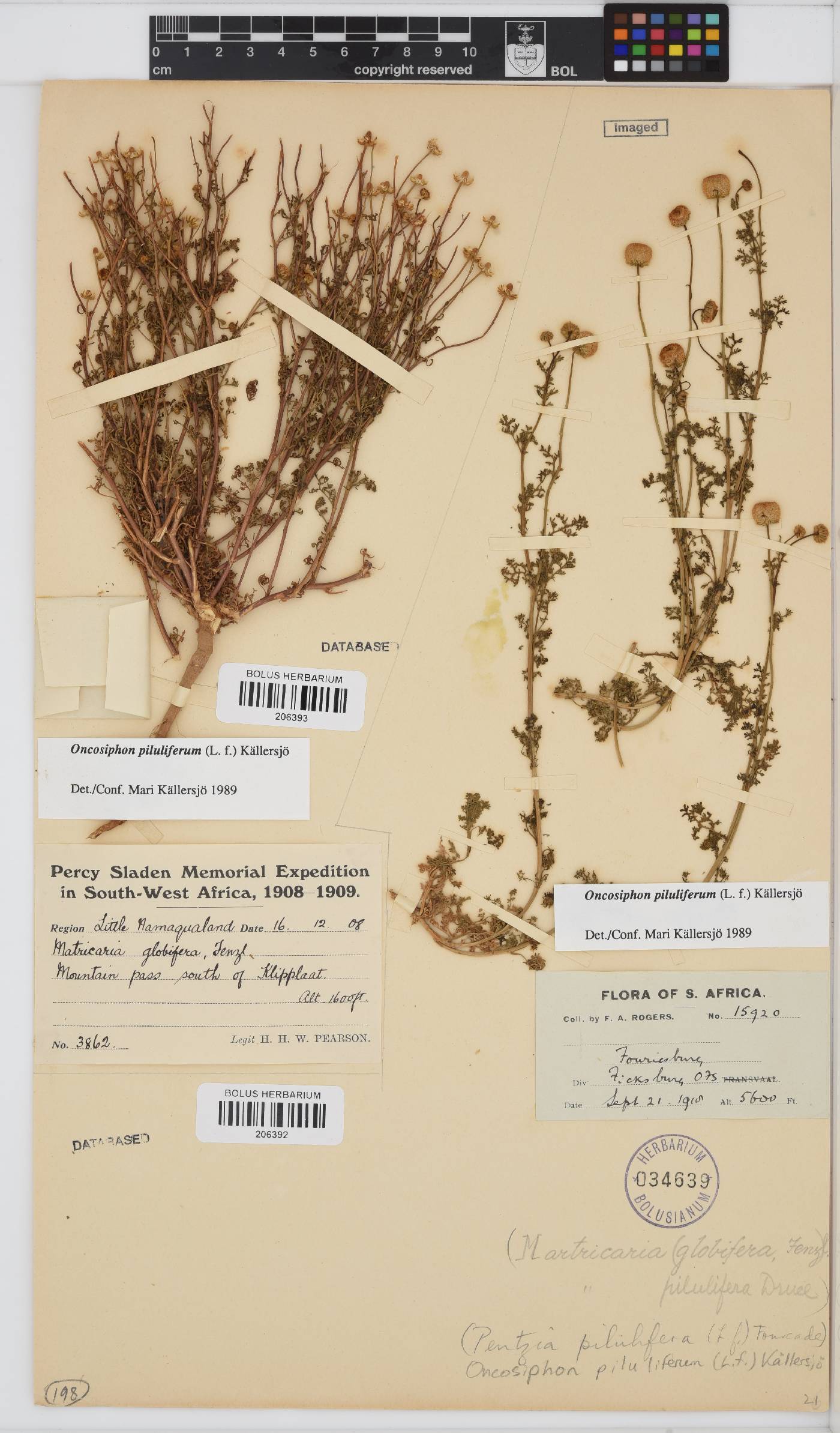 Oncosiphon piluliferus image