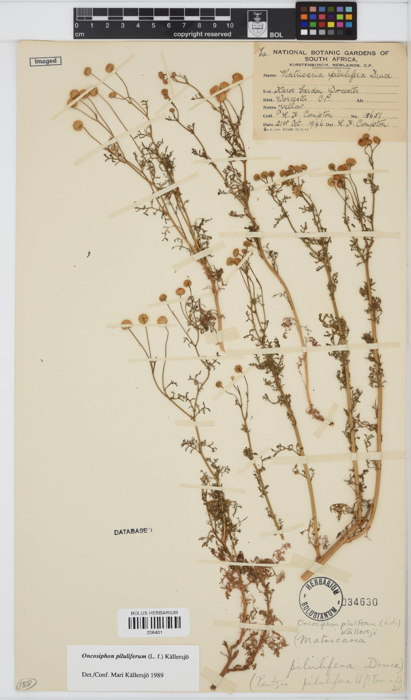 Oncosiphon piluliferus image