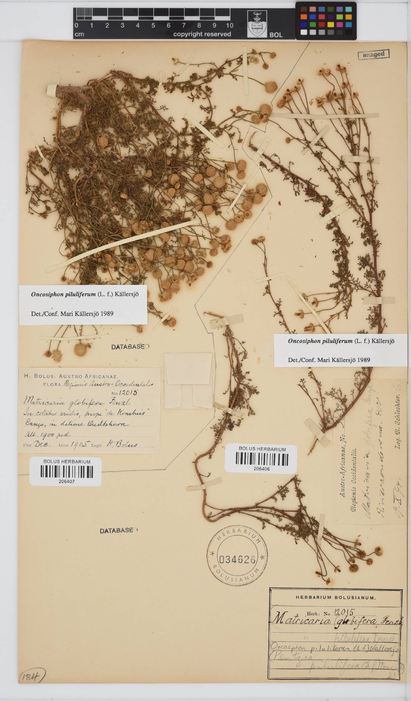 Oncosiphon piluliferus image