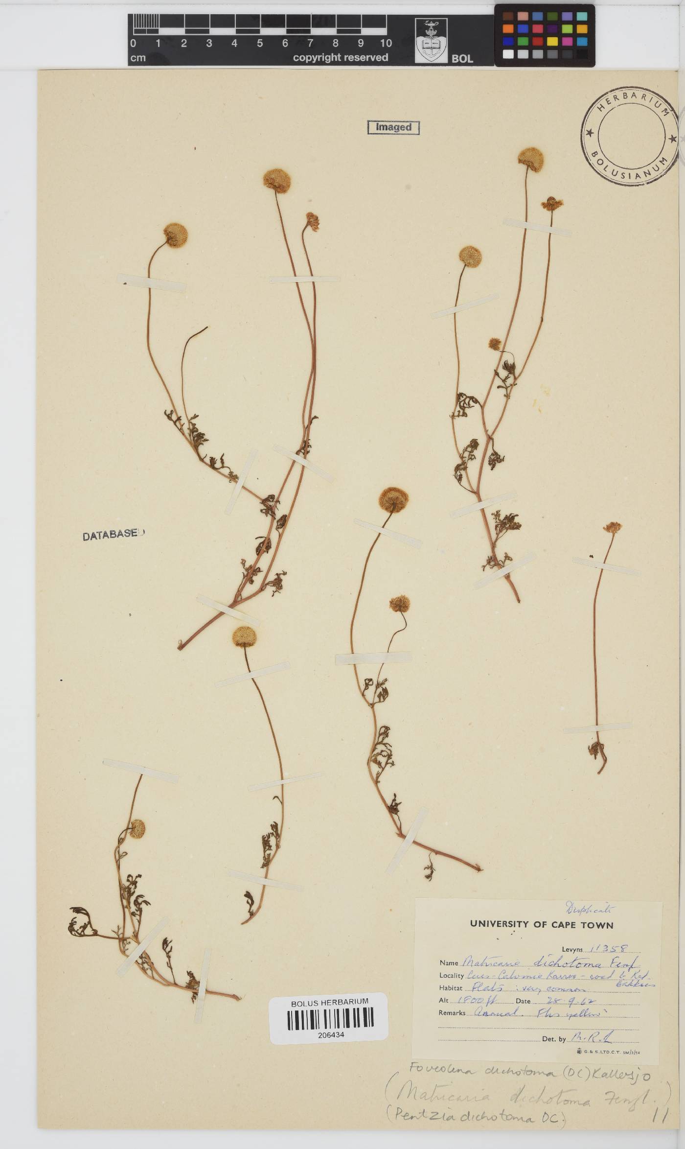 Foveolina dichotoma image