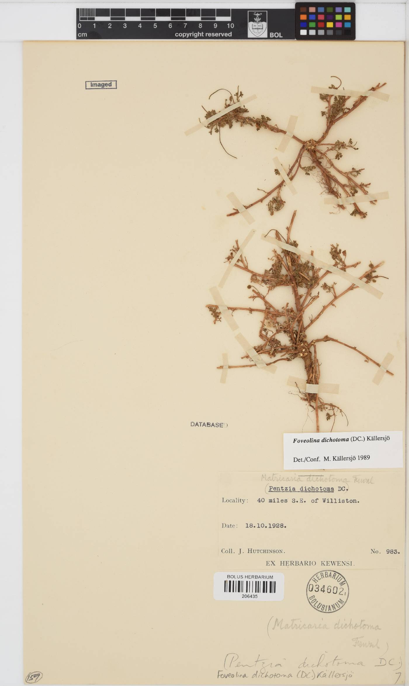 Foveolina dichotoma image