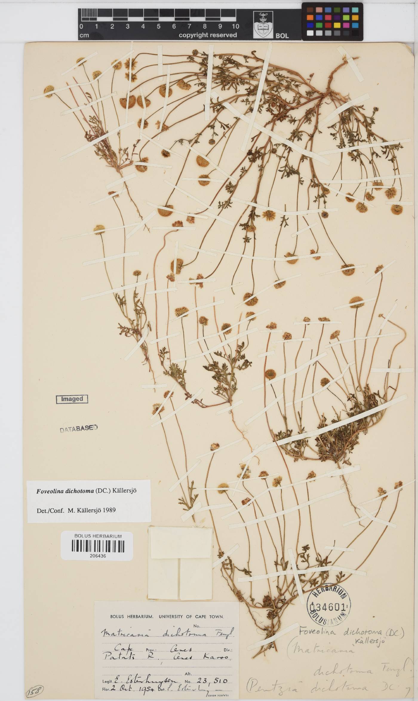 Foveolina dichotoma image