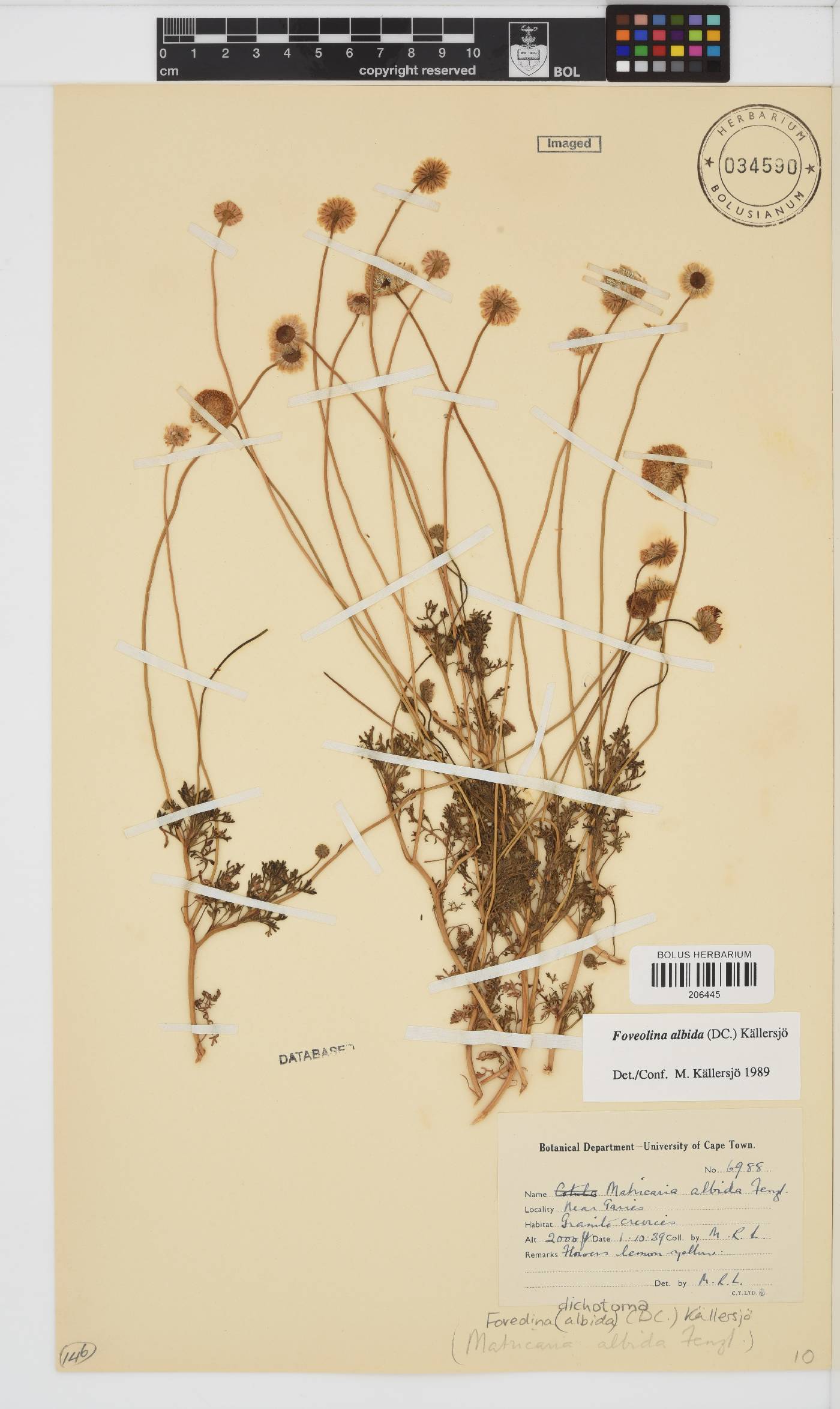 Foveolina dichotoma image