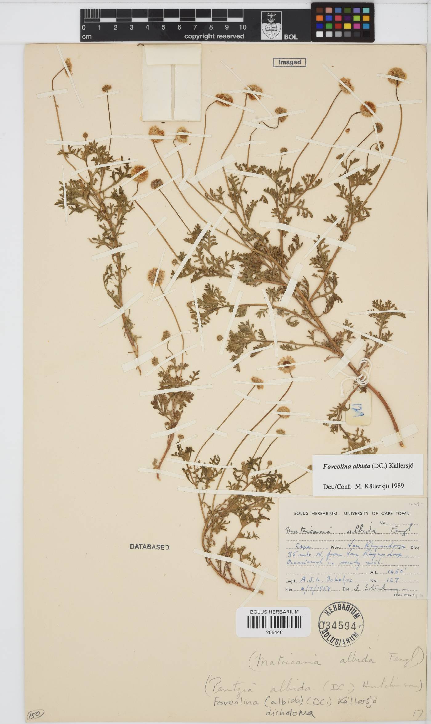 Foveolina dichotoma image