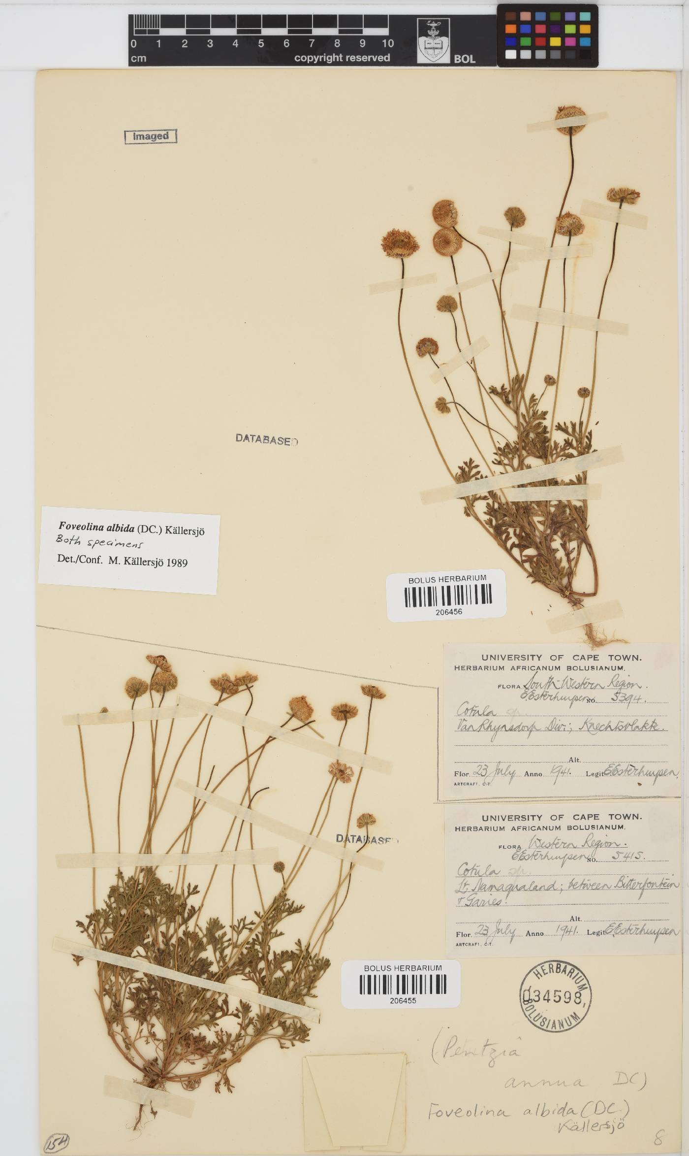 Foveolina dichotoma image