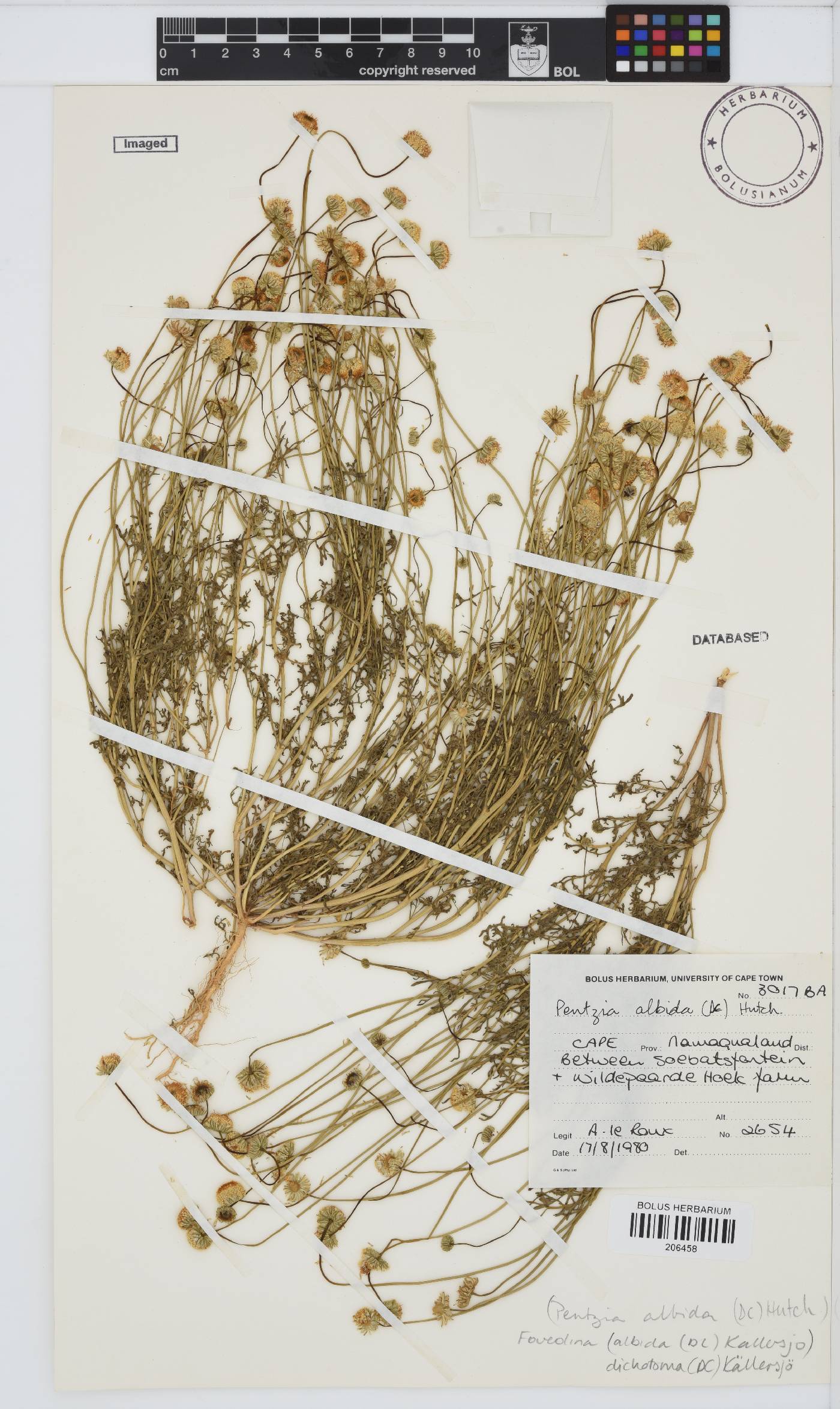 Foveolina dichotoma image