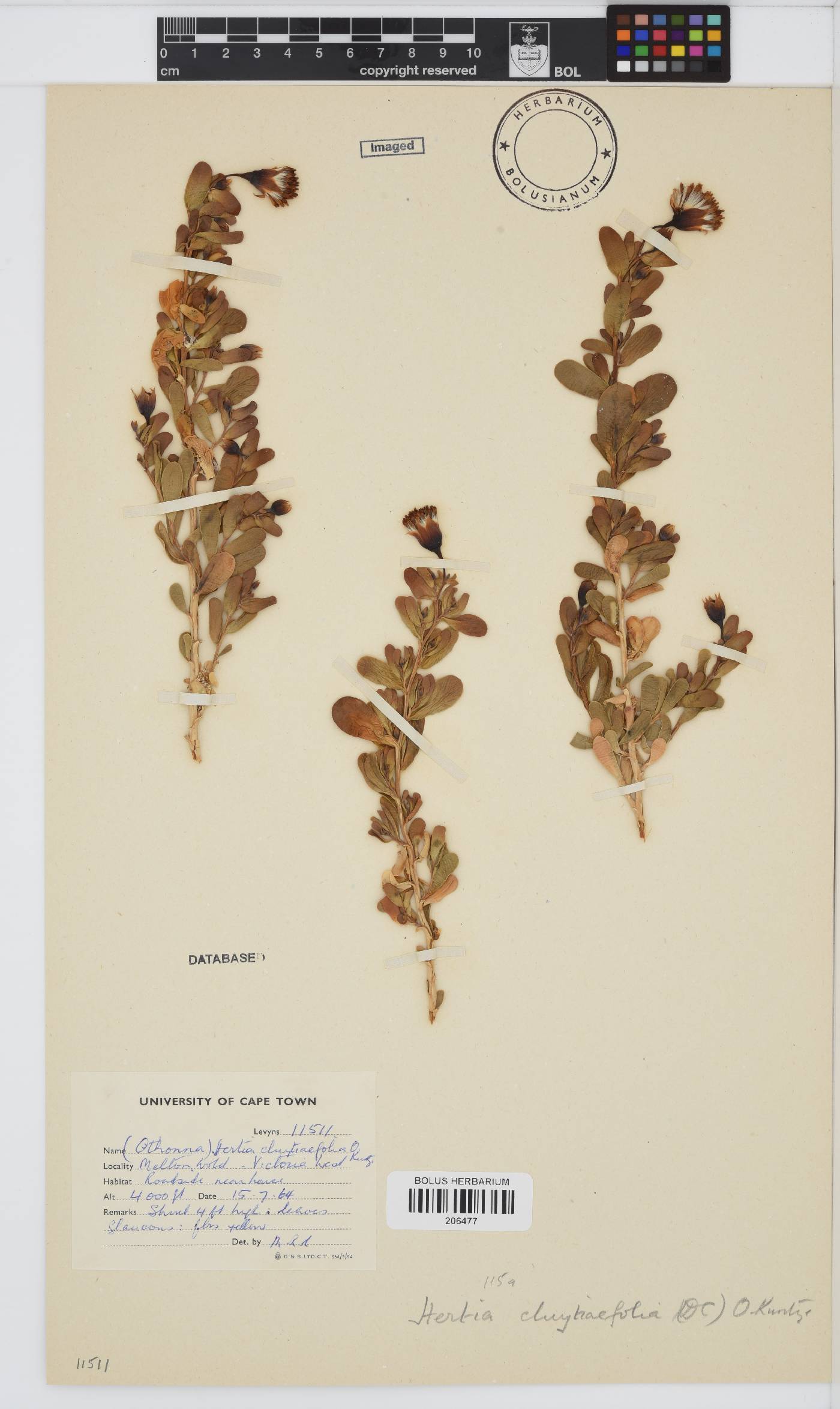 Hertia cluytiifolia image