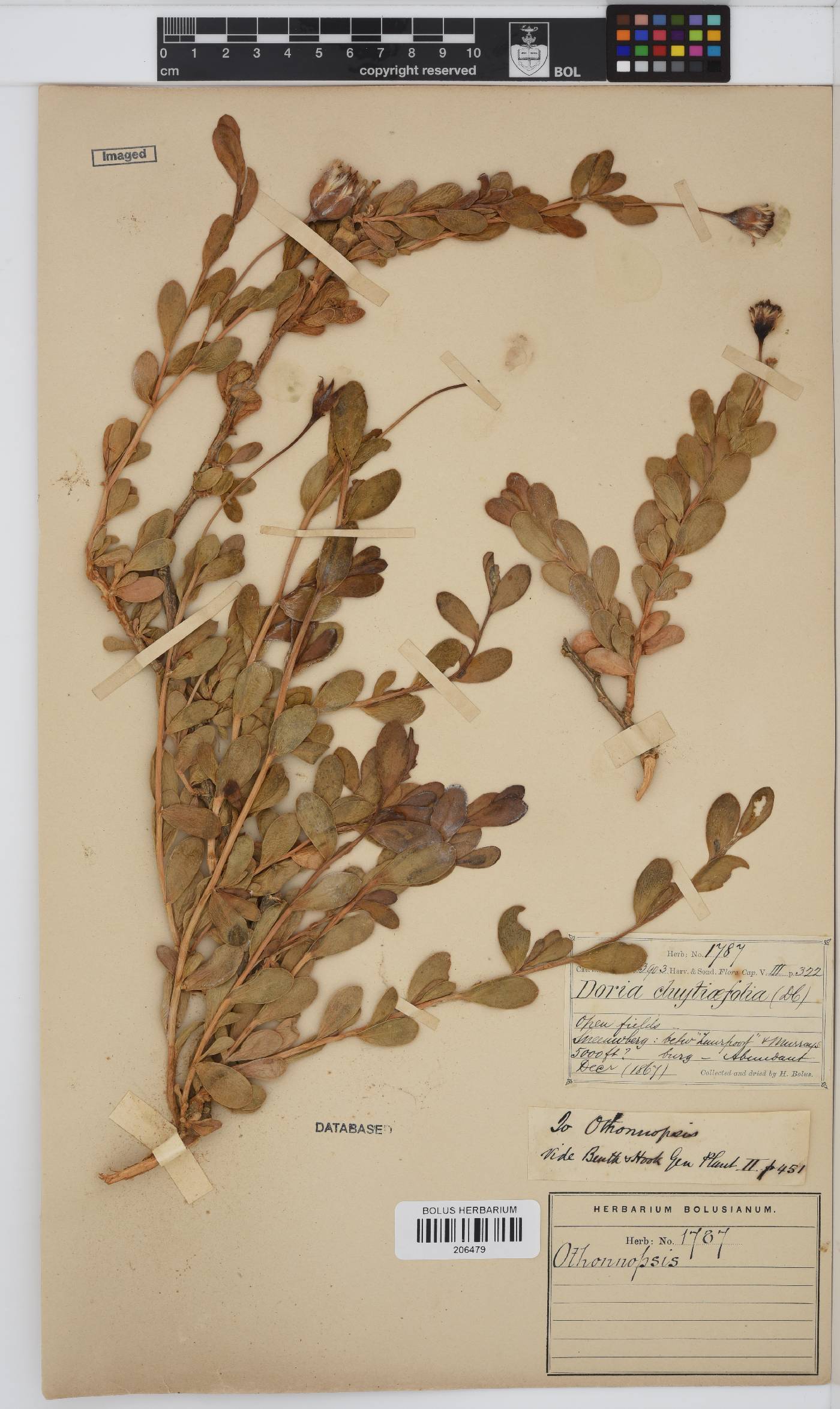 Hertia cluytiifolia image