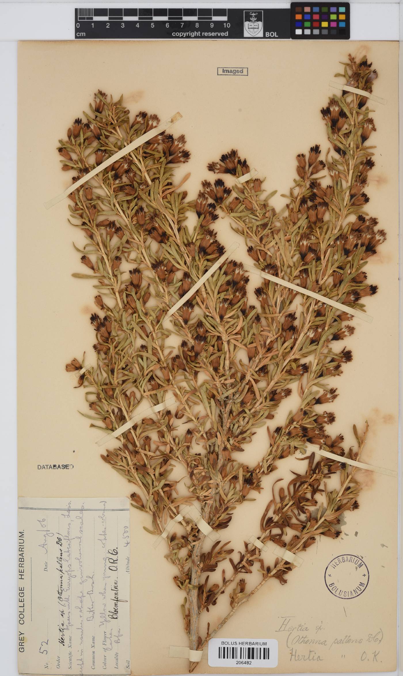 Hertia pallens image