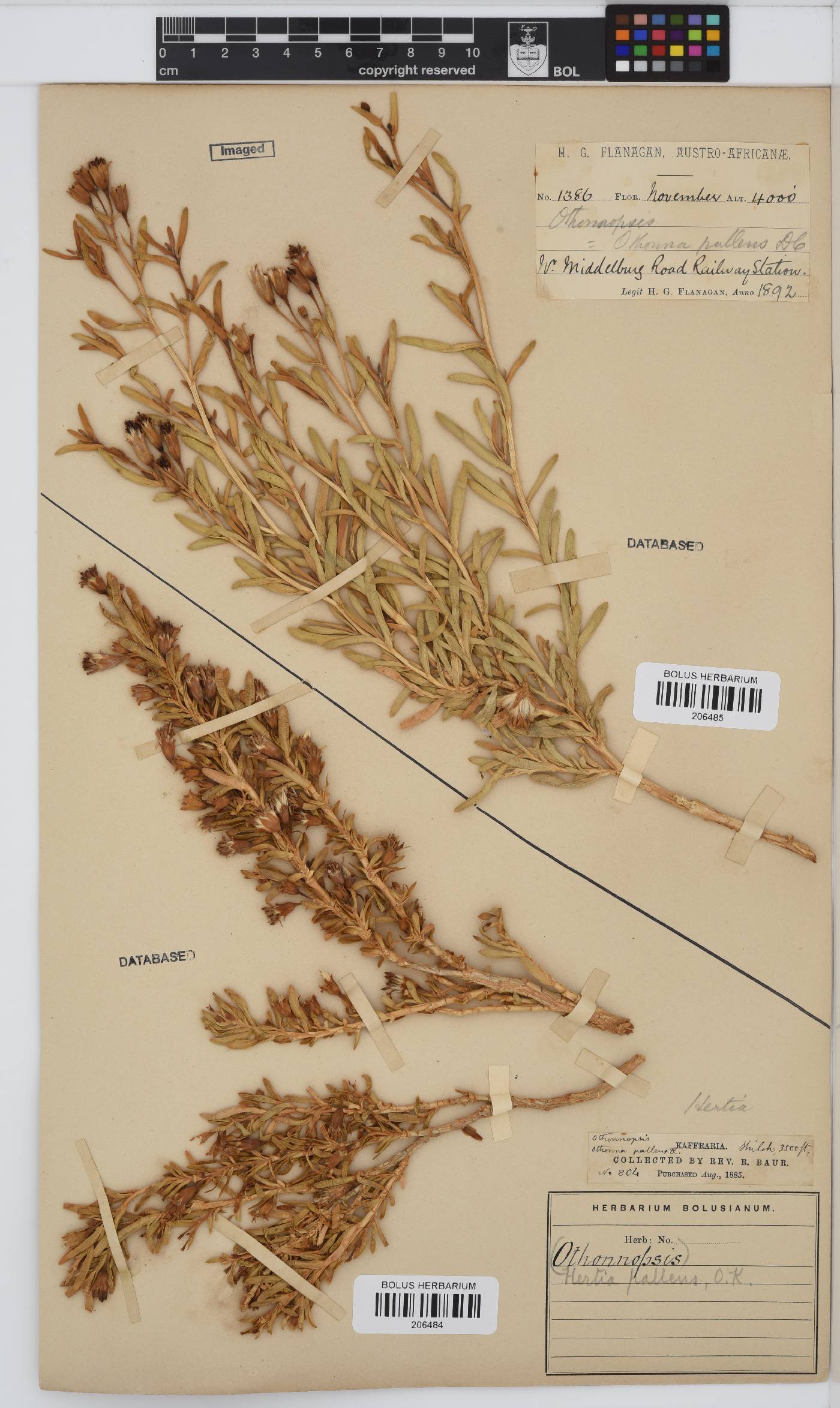 Hertia pallens image