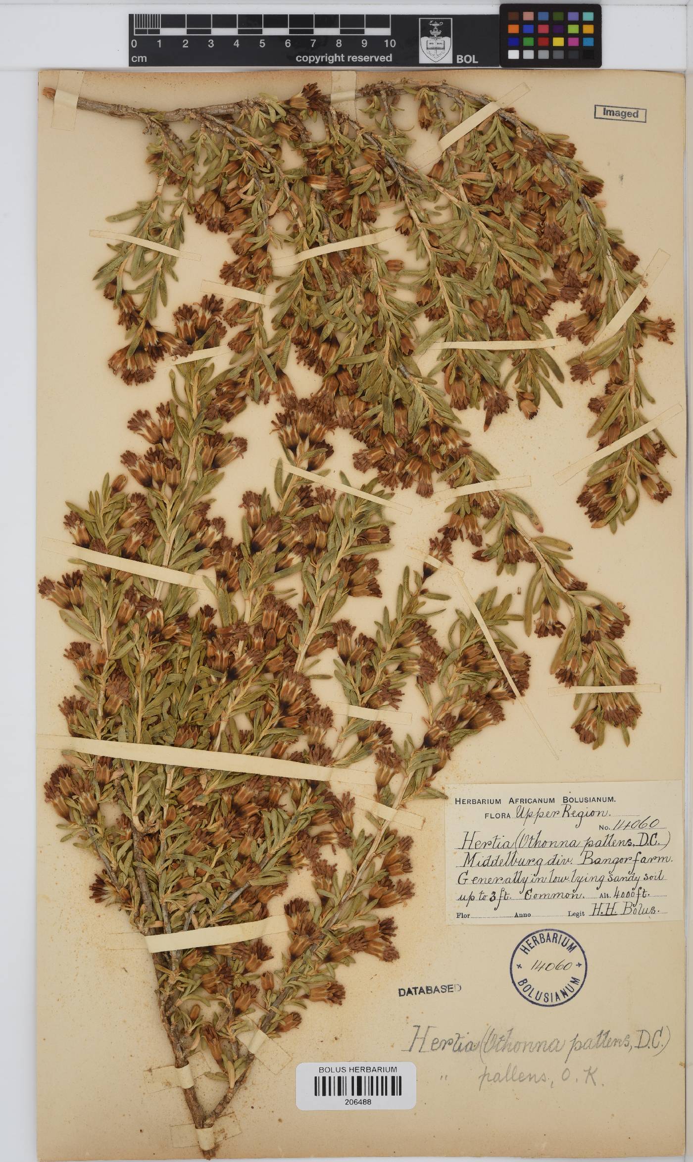 Hertia pallens image