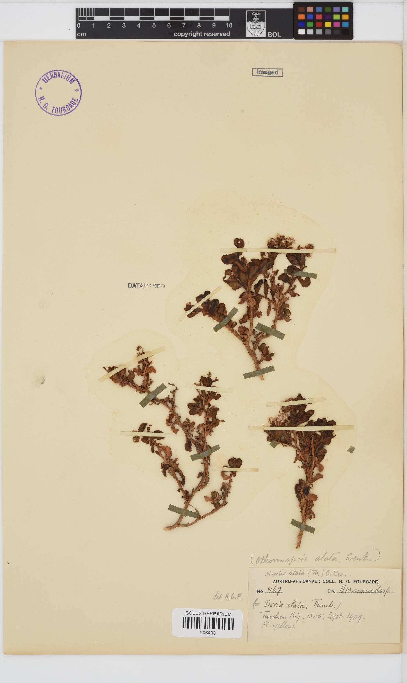 Hertia pallens image