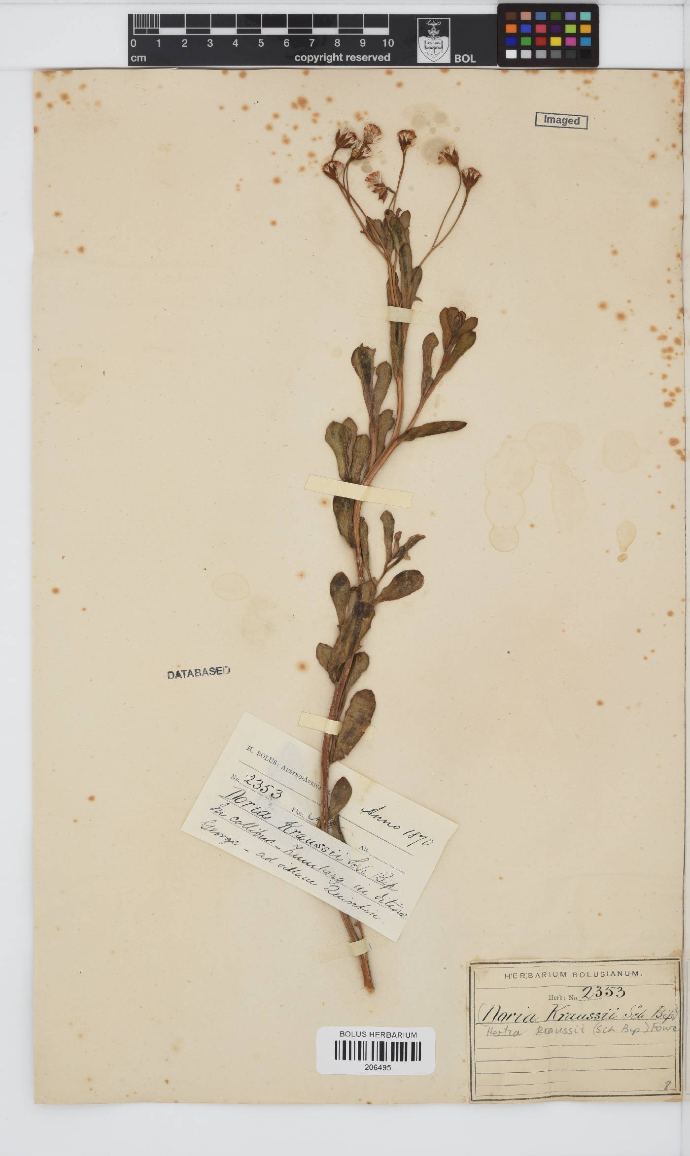 Hertia pallens image