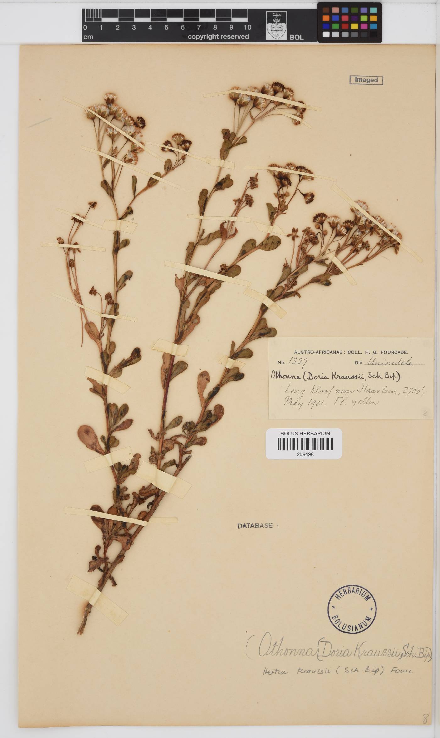 Hertia pallens image