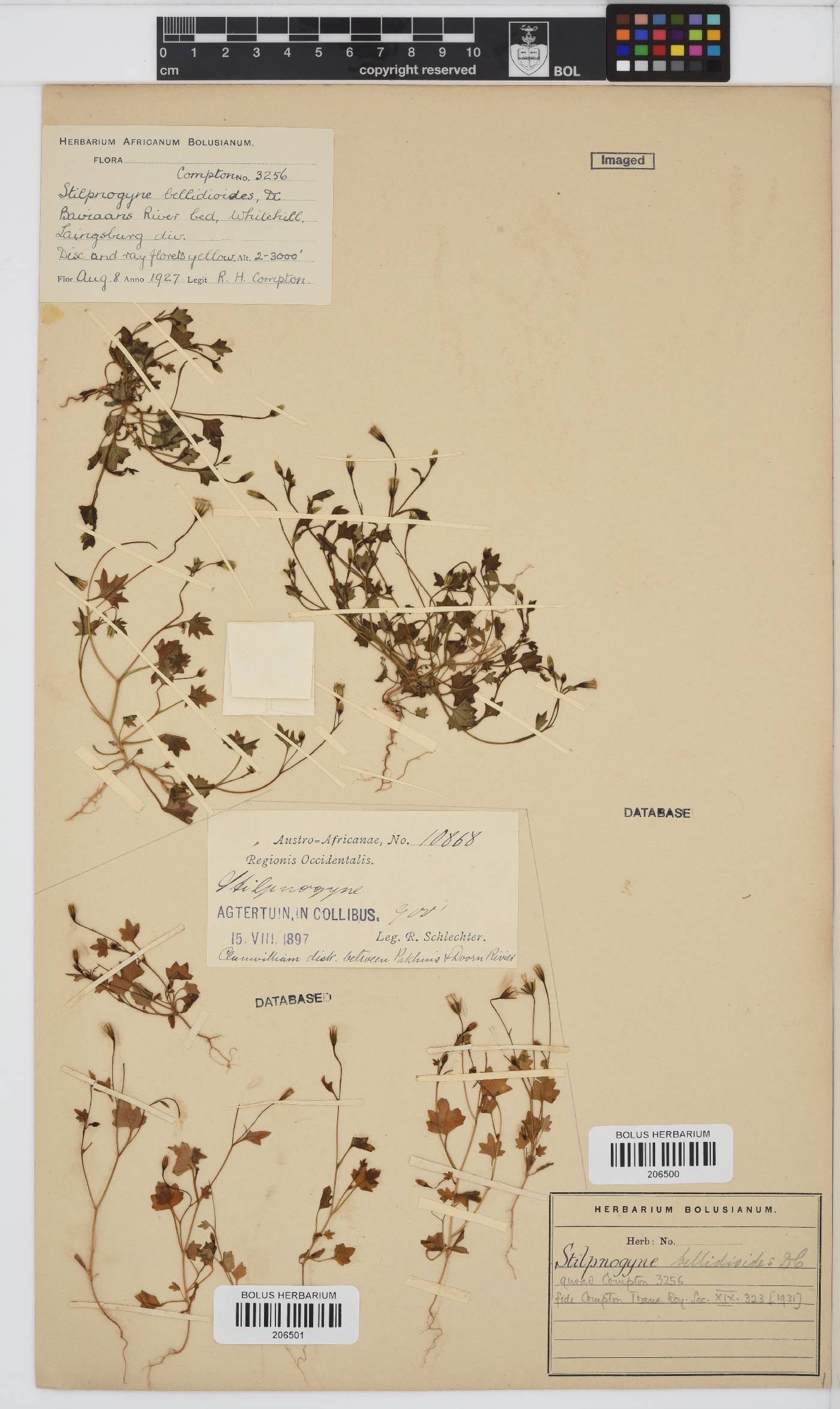 Stilpnogyne bellidioides image