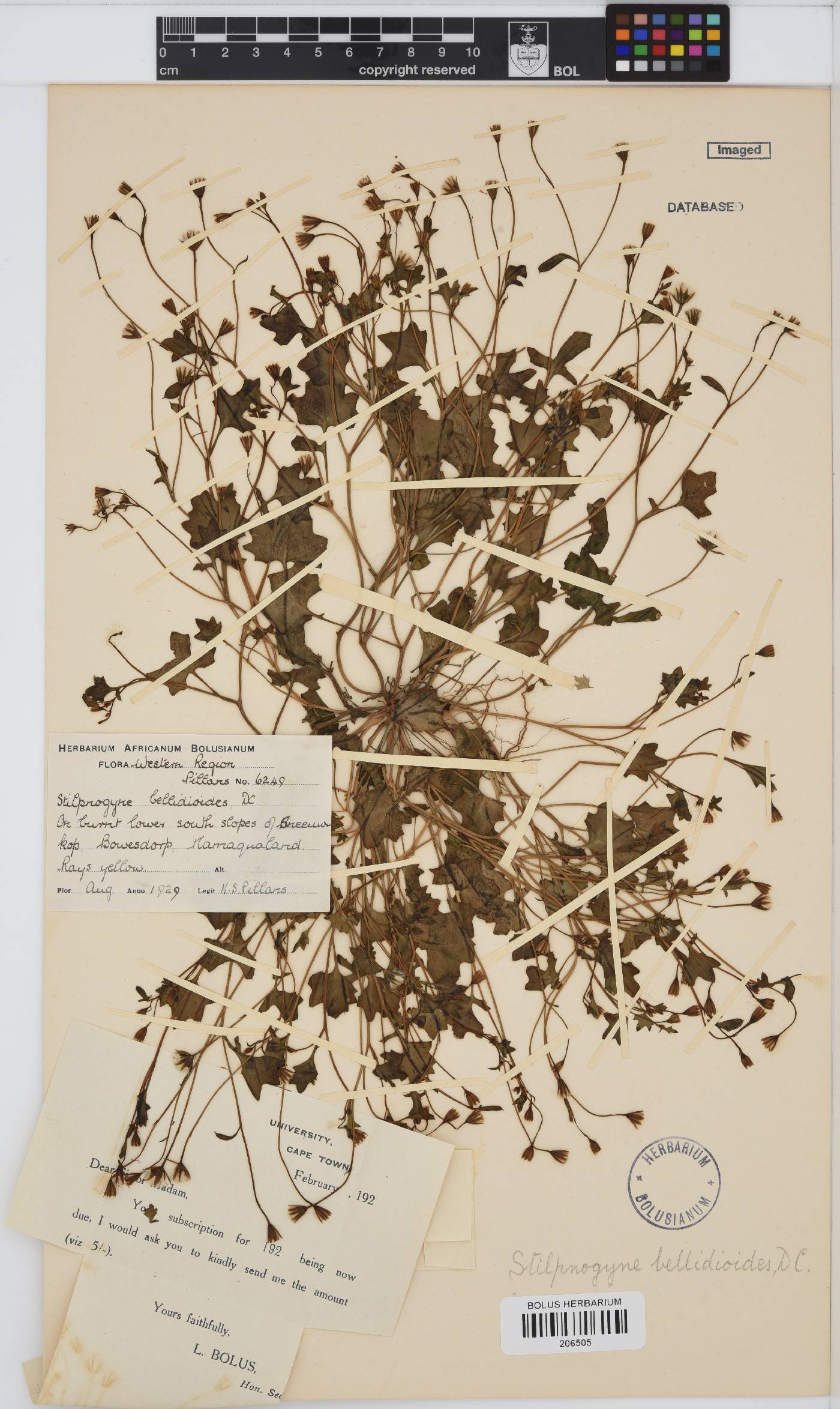 Stilpnogyne image