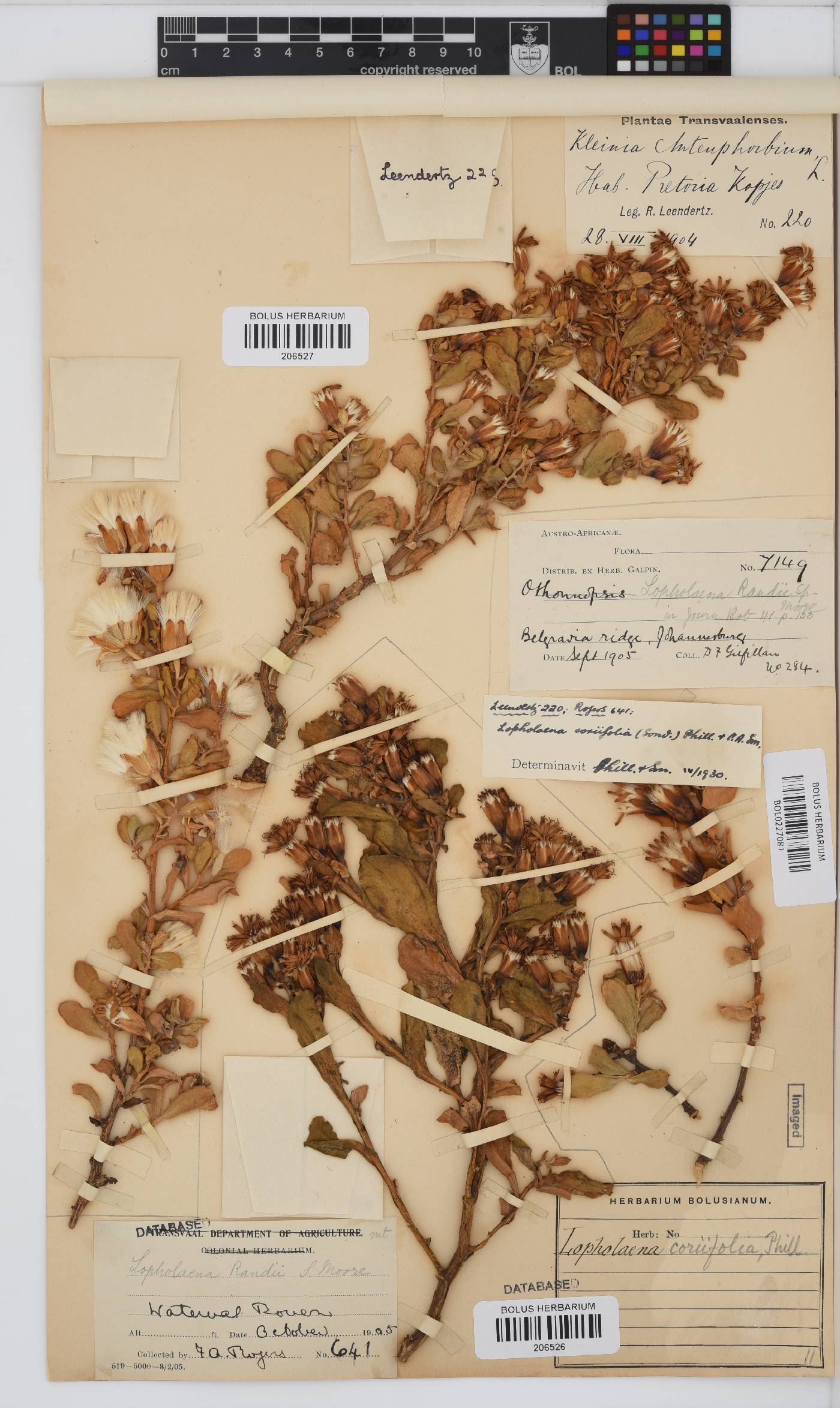 Lopholaena coriifolia image