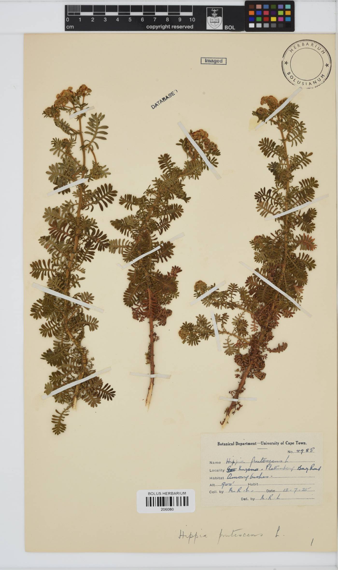 Hippia frutescens image