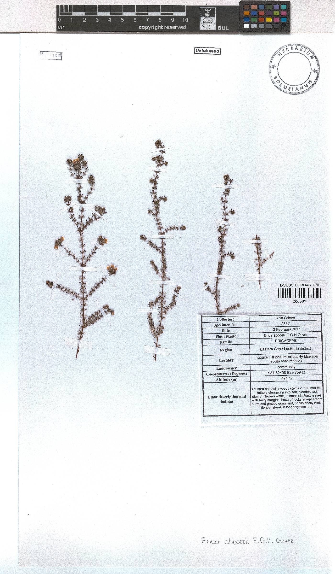 Erica abbottii image