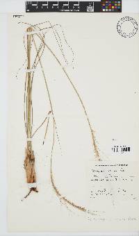 Trachypogon spicatus image