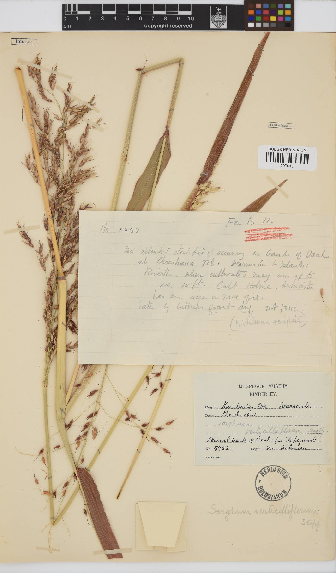 Sorghum bicolor subsp. arundinaceum image