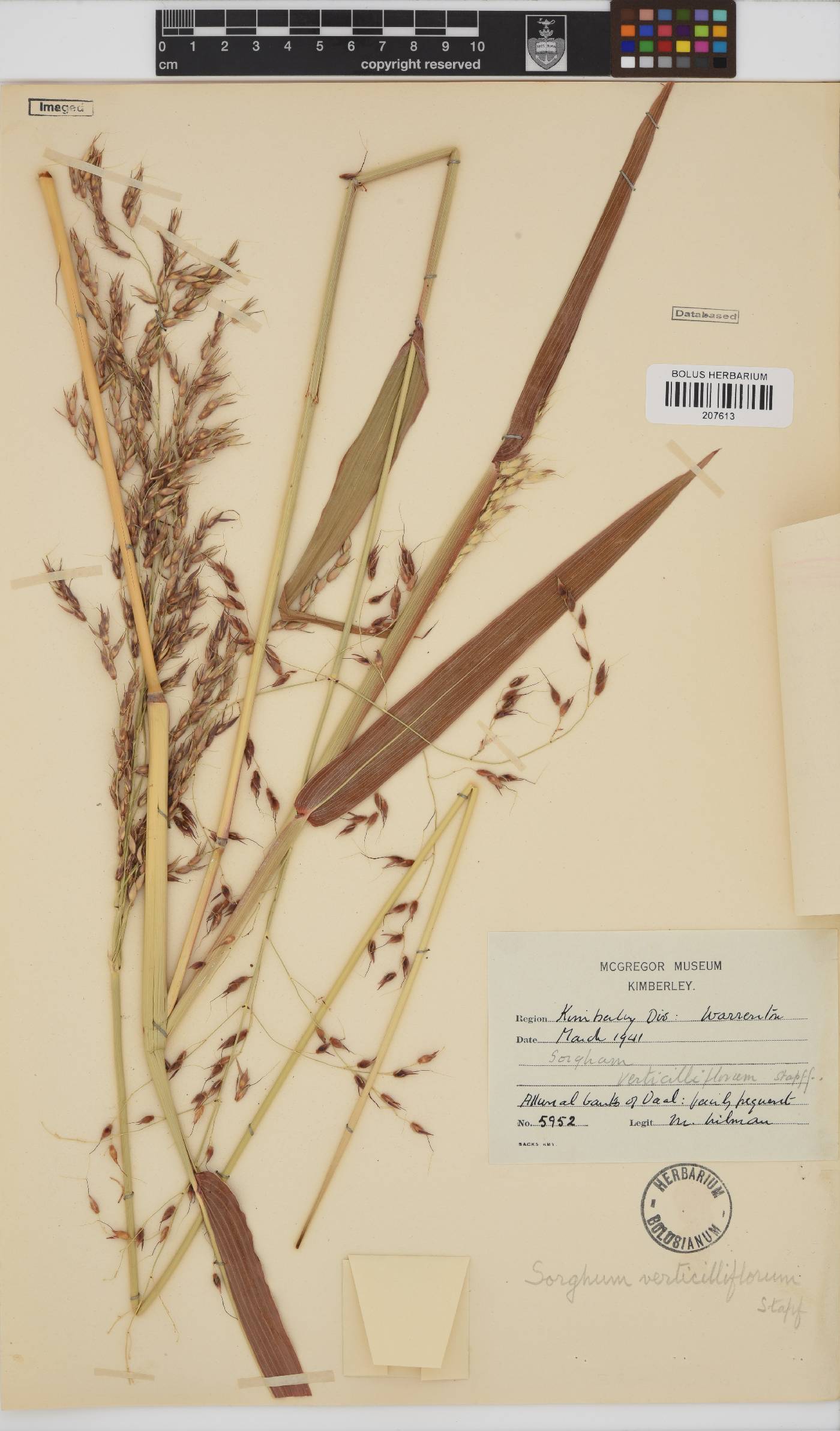 Sorghum bicolor subsp. arundinaceum image