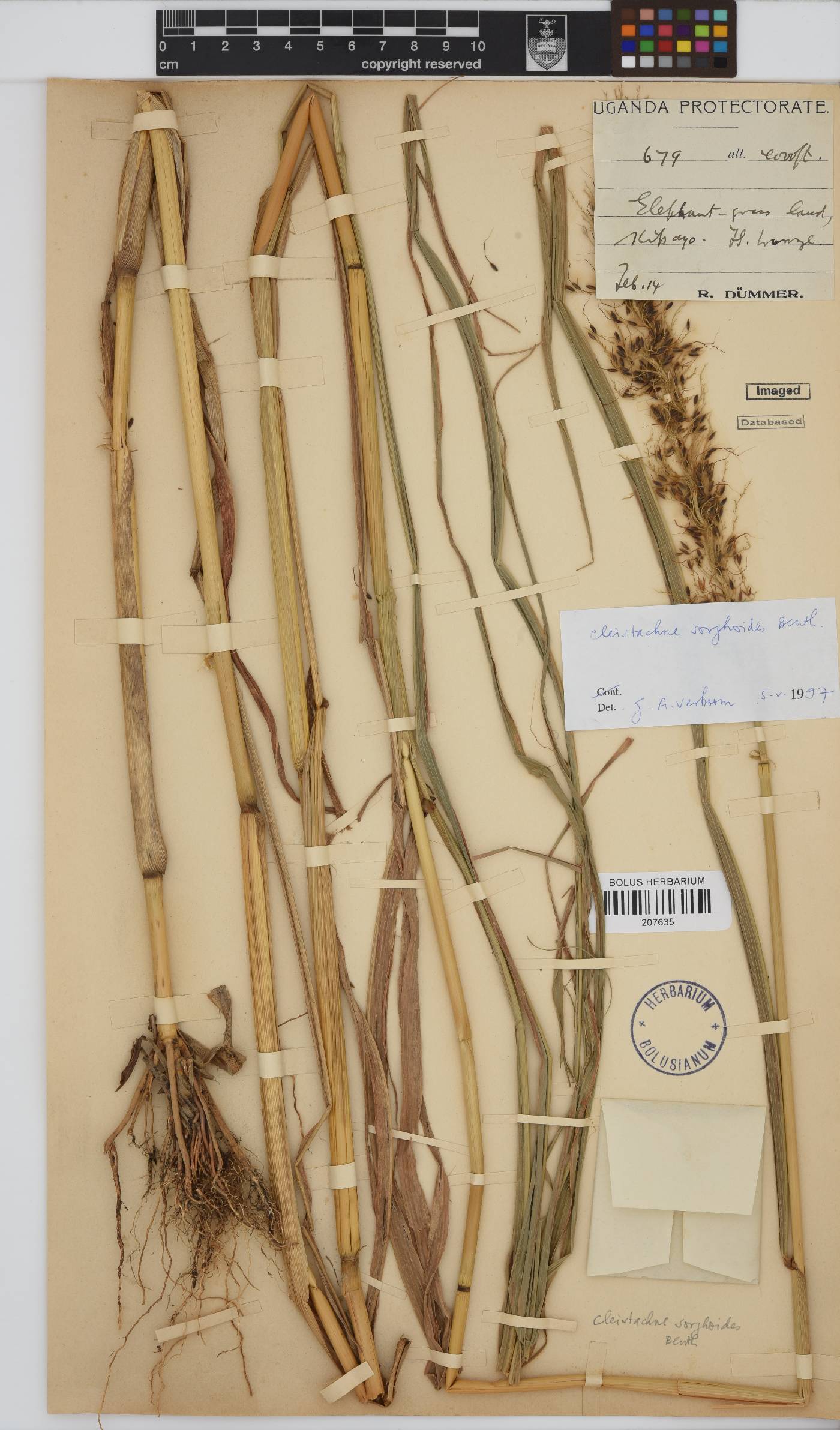 Cleistachne sorghoides image