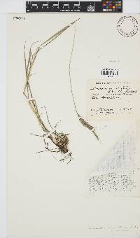 Dichanthium aristatum image