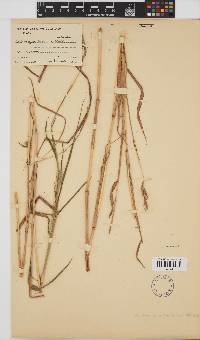 Bothriochloa insculpta image