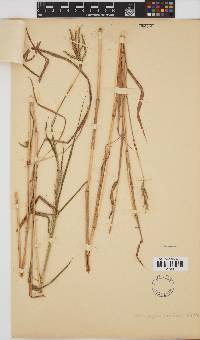 Bothriochloa insculpta image