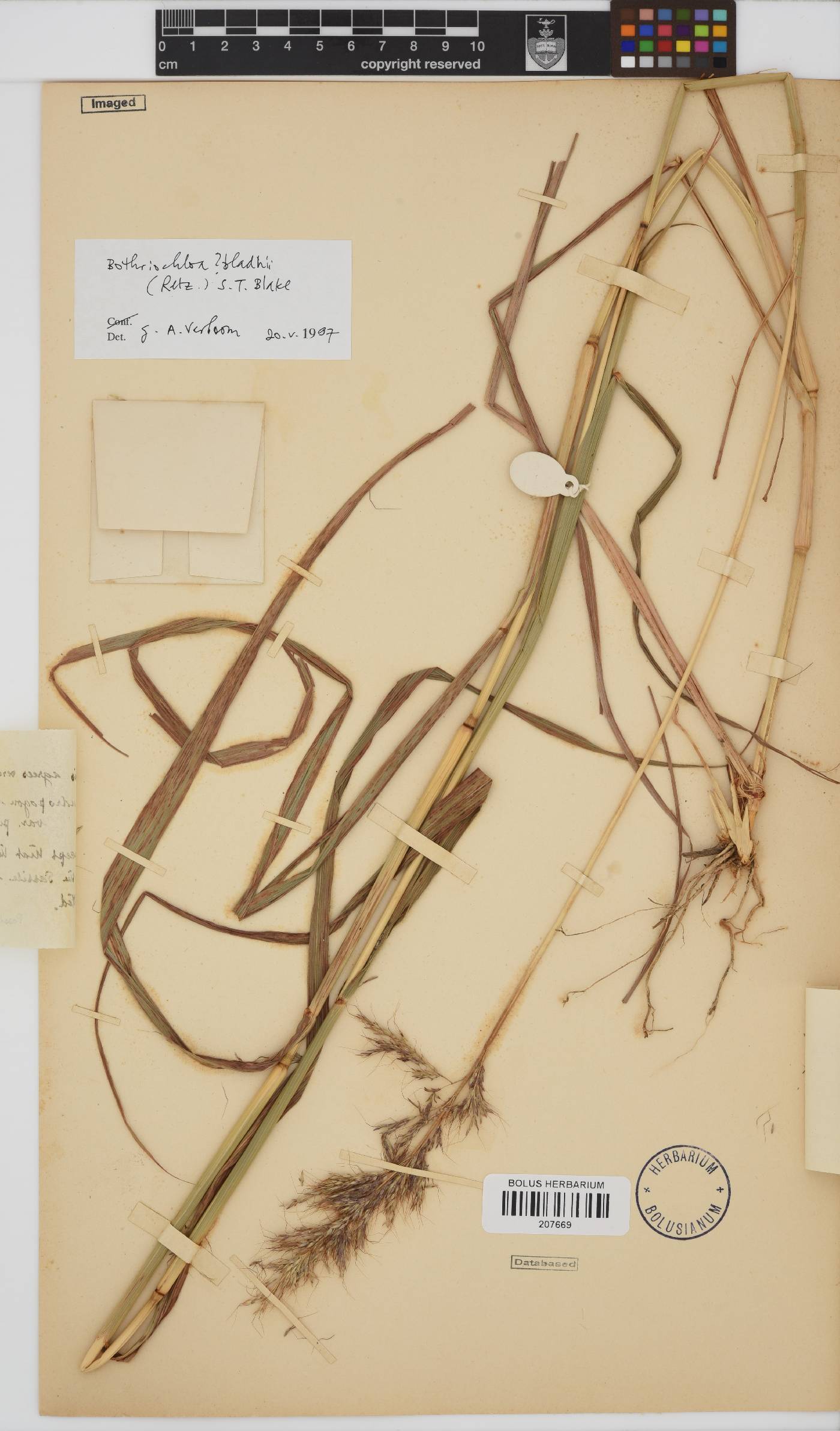 Bothriochloa bladhii image